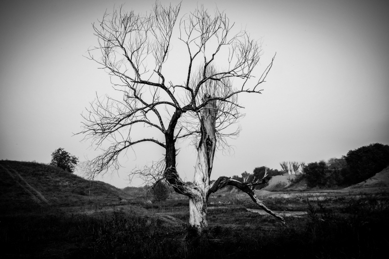 lonely_tree